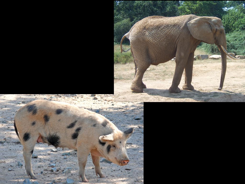 cochon-elephant.jpg